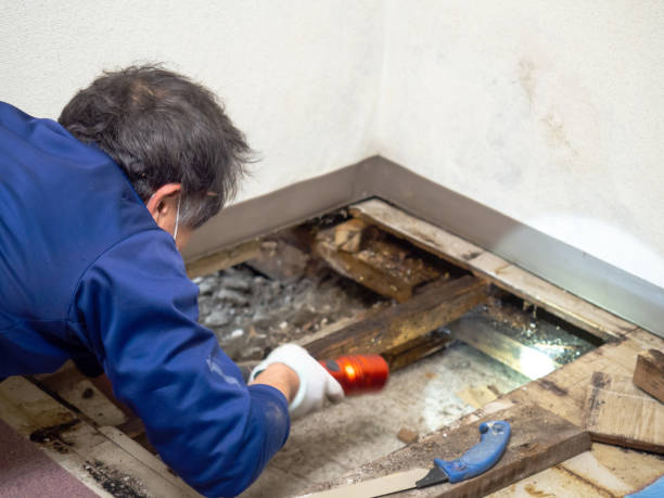 Best Residential Mold Removal  in Tokeneke, CT