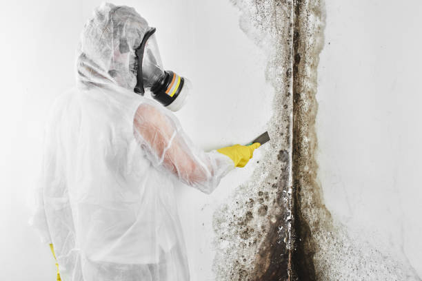 Best Toxic Mold Removal  in Tokeneke, CT