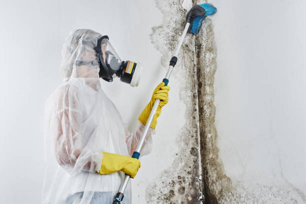 Best Black Mold Removal  in Tokeneke, CT
