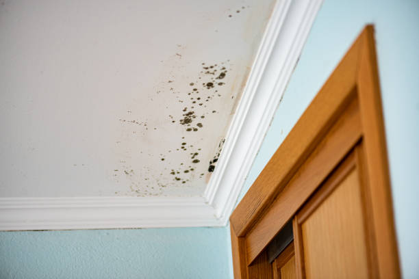 Best Professional Mold Removal  in Tokeneke, CT