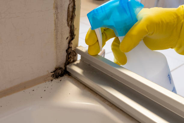 Best Mold Remediation  in Tokeneke, CT