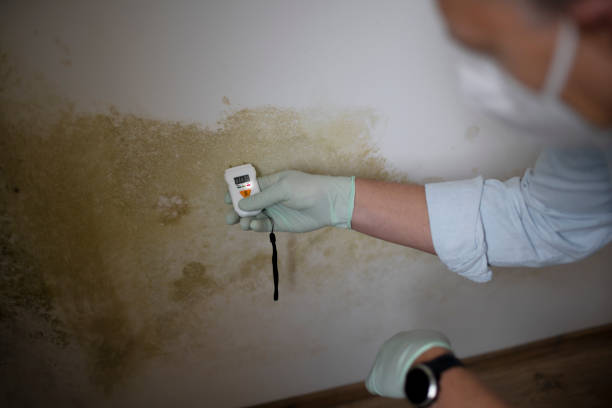 Professional Mold Removal in Tokeneke, CT