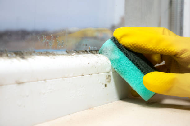 Best Mold Removal Near Me  in Tokeneke, CT