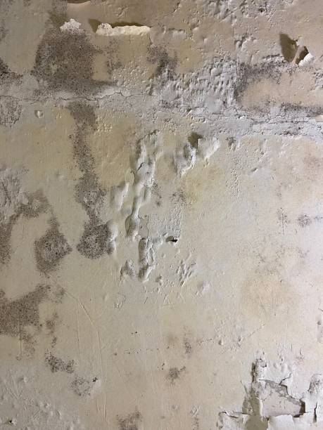 Office Mold Removal Services in Tokeneke, CT