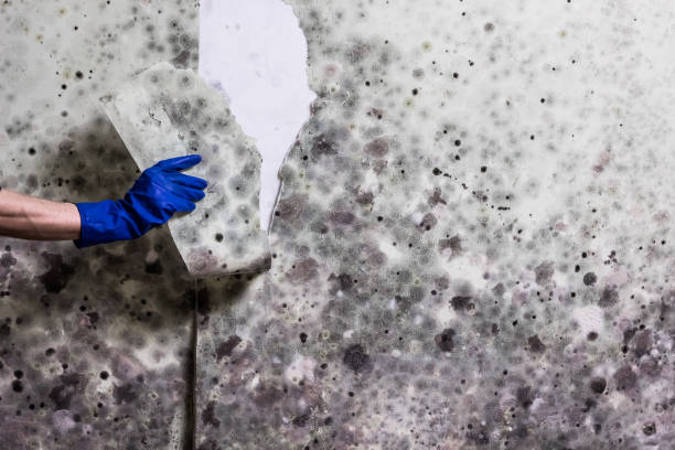 Best Mold Remediation Experts  in Tokeneke, CT